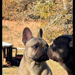 Draco - French Bulldog