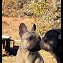 Draco - French Bulldog