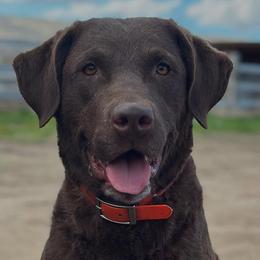 Chesapeake Bay Retrievers from Backwoods Chesapeakes