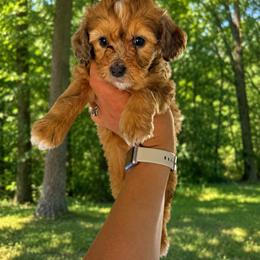Aussiedoodle, Bernedoodle, Cavapoo, Goldendoodle, and Newfypoo Puppies from Haaspawz