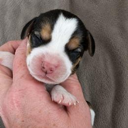 Ruby - Black tan and white female Beagle puppy in Lake City, Florida from Sunkissed Beagles