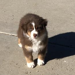 Girl 1 - Black tri-color female Australian Shepherd puppy in Phoenix, Arizona from Heartfire Aussies