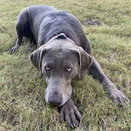 Dilute Retrievers and Labrador Retrievers from Loblockee Creek Labs of Auburn