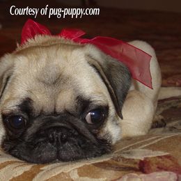Pug Puppies from Pug Puppies of Boston