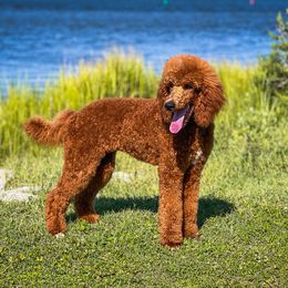 Oleander Boy - Red  Poodle puppy in Swansboro, North Carolina from Monarch Standard Poodles