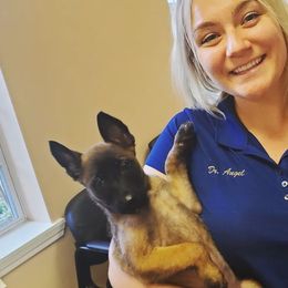Belgian Malinois and Dutch Shepherds from Torgun Police Dogs