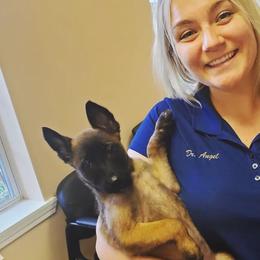 Belgian Malinois and Dutch Shepherds from Torgun Police Dogs