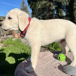 Boy 1 Saint - Yellow Labrador Retriever puppy in Live Oak, California from Blanco Labradors