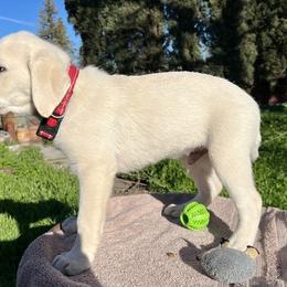 Boy 1 Saint - Yellow Labrador Retriever puppy in Live Oak, California from Blanco Labradors