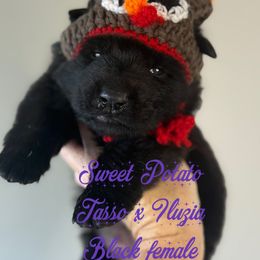 Sweet potato (purple collar) - Black female German Shepherd puppy in Canterbury, Connecticut from Nachtwaechter German Shepherds, LLC