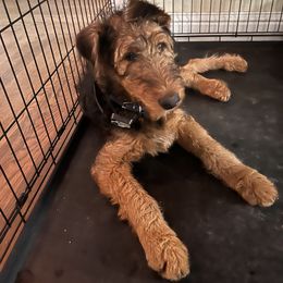 Airedale Terrier Puppies from Zinful Airedales