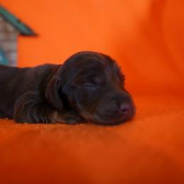 Chocolate - Chocolate and tan male Dachshund puppy in Quemado, New Mexico from TNT Dachshunds