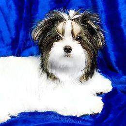 Biewer Terriers from State Of Grace Yorkies