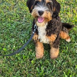Oakley - female Australian Mountain Doodle puppy in Grand Rapids, Michigan from The Kindred K9