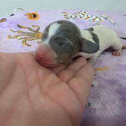Blue pie - Blue and tan male Dachshund puppy in West Plains, Missouri from Spring Creek Dachshunds