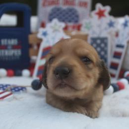 Dachshund Puppies from JP’s Dachshunds