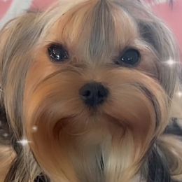 Logan - Yorkshire Terrier