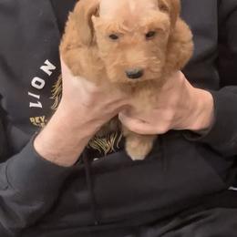 AKA - Apricot female Schnoodle puppy in Kentucky from Mrs Bs Teeny Schnauzers & Doodles
