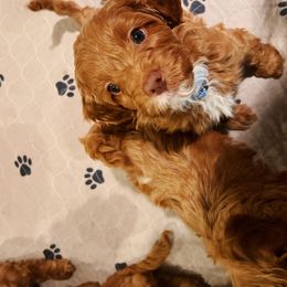 Assorted Doodle Crosses and Cavapoo Puppies from CavaloveNJ
