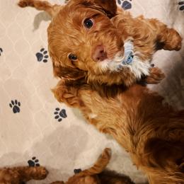 Assorted Doodle Crosses and Cavapoo Puppies from CavaloveNJ