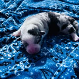 Wrangler - Blue merle and white male Cardigan Welsh Corgi puppy in Kerens, West Virginia from Leather & Lace