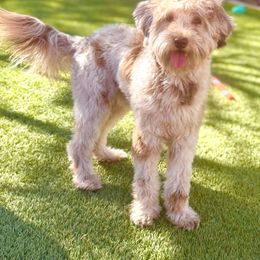 Archer - Goldendoodle