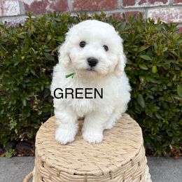 Mr. Green - White male Bichon Frise puppy in Sacramento, California from Charming Bichons