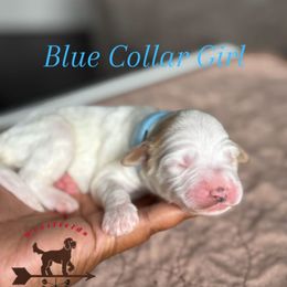 Blue Collar Girl - Caramel female Australian Labradoodle puppy in Hagerstown, Maryland from Westfields Labradoodles
