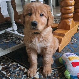 Comet (yellow collar), now Max - Dark golden male Golden Retriever puppy in Tenino, Washington from Oak River Goldens'
