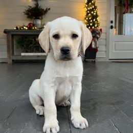 Orange Collar - Yellow male Labrador Retriever puppy in Husser, Louisiana from Kristen