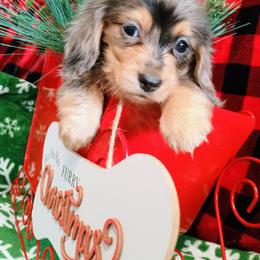 Ivah - Dapple female Dachshund puppy in Hudson, Michigan from Mittentail Kennel Miniature Dachshunds