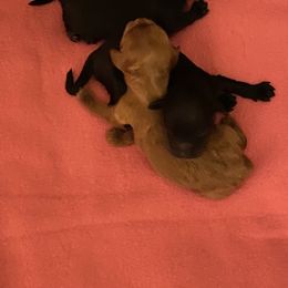 Cockapoo Puppies from Coco's Cocopuffs