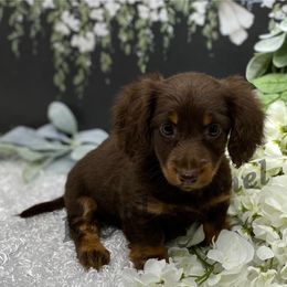 Dachshund Puppies from The Royal Kennel