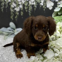 Dachshund Puppies from The Royal Kennel