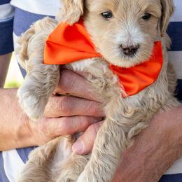 Suncrest - Apricot male Goldendoodle puppy in Roy, Utah from Doodles are Amazing