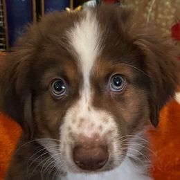 Miniature Australian Shepherds and Toy Australian Shepherds from 2e Ranch