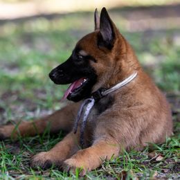 White Collar - Fawn female Belgian Malinois puppy in Cameron, North Carolina from Wildheart Belgian Malinois