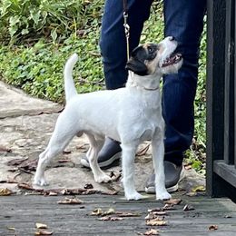 Chucky - Parson Russell Terrier