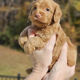 Hayden - Red male Cockapoo puppy in Louisburg, North Carolina from Raven Oak's Mini Cockapoos