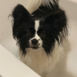 Papillon All Grown Up from Butterfly Ridge