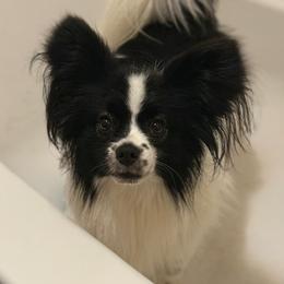 Papillon All Grown Up from Butterfly Ridge