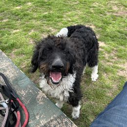 Mem - Labradoodle