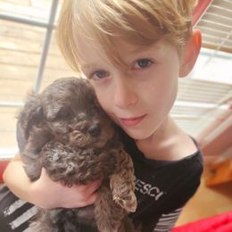 Aussiedoodle and Bernedoodle Puppies from Color Country Doodles