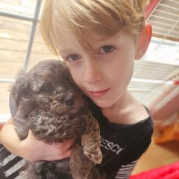 Aussiedoodle and Bernedoodle Puppies from Color Country Doodles