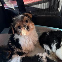 Gizmo - Parti male Yorkshire Terrier puppy in Illinois from Pretty Little Yorkies