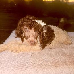 Lily - Parti female Poodle puppy in Meadowbrook, California from Standard Poodle Pups