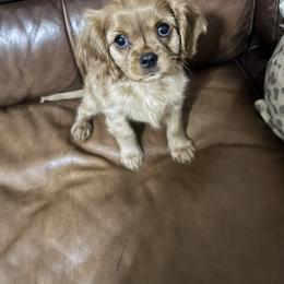 Ruby - Ruby female Cavalier King Charles Spaniel puppy in Gainesville, Georgia from Cavaliers of Chestatee