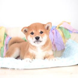Mojito -OFA HEALTH TESTED- - Red male Shiba Inu puppy in Neosho, Missouri from Kenny Cave K9s