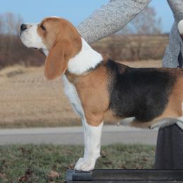 Reggie - Beagle