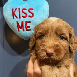 Latté - Apricot female Australian Labradoodle puppy in Orange, California from Little Kingdom Doodles